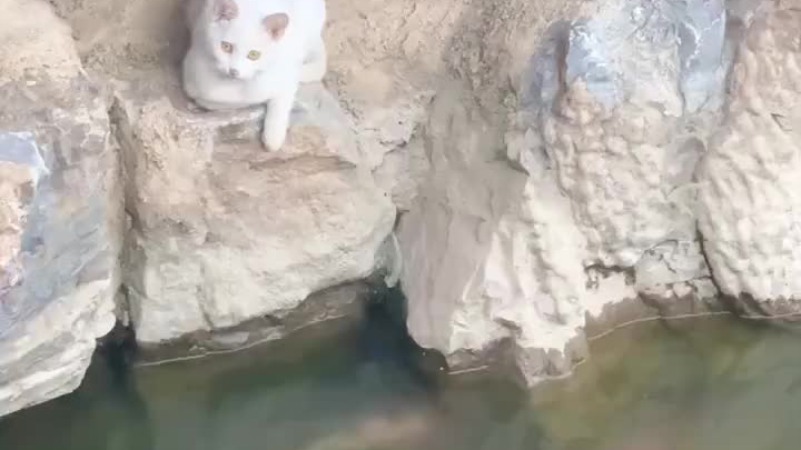 :Cat: It was obvious that I was scared at that time!