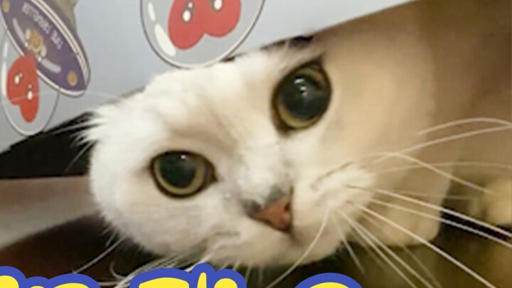 แก๊งแมวก่ออาชญากรรม แมวมีพลังมากขึ้น!