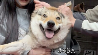 ลูกสุนัข: ดูสิ ฉันกัดคนไหม