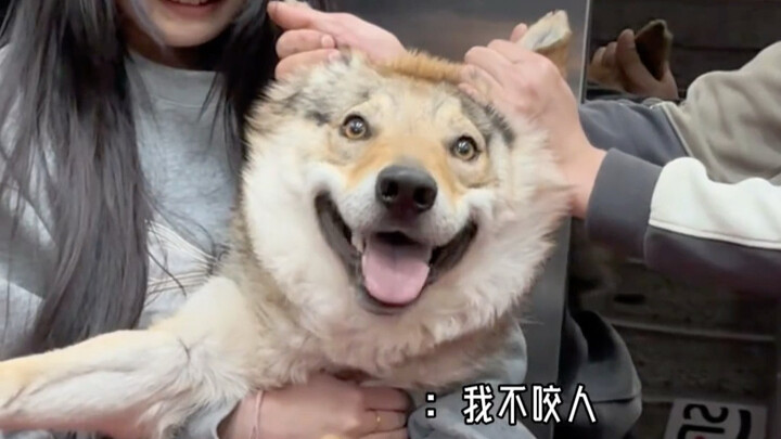 ลูกสุนัข: ดูสิ ฉันกัดคนไหม