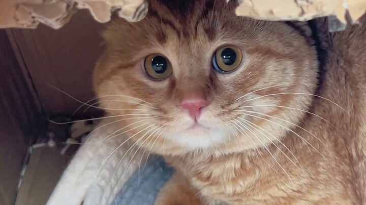 An undercover agent sent by the Anti-Cat German Alliance!