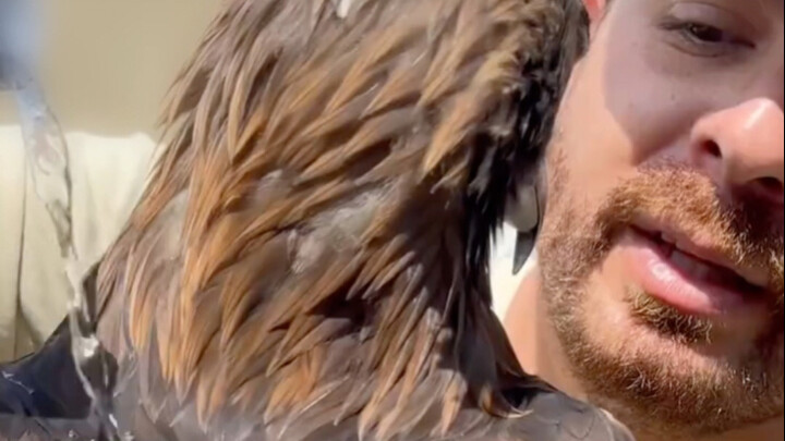 Hóa ra lông của rất nhiều loài chim đều chống thấm đấy!