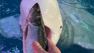 A Happy Day with Dabai