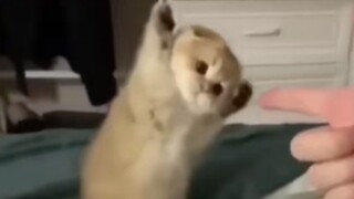 Đọc nó một lần mỗi ngày và tận hưởng cảm giác ngắm mèo không giới hạn!