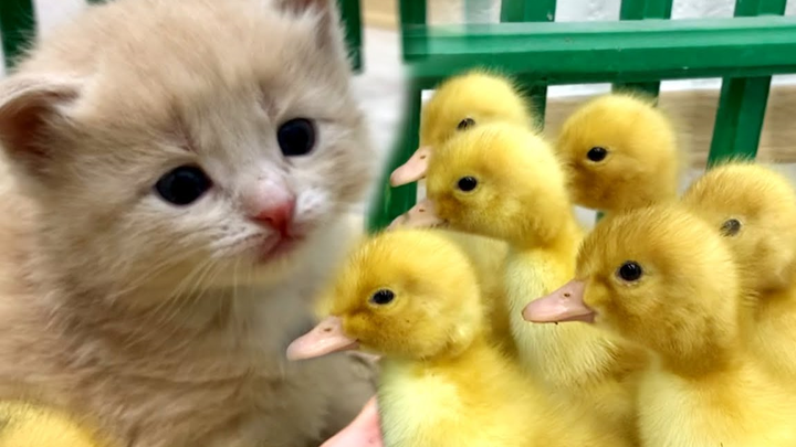 [Cats] Kitten Meets Duckling For The First Time