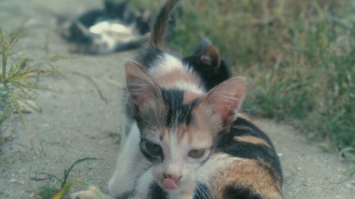 antik antik # kucing viral