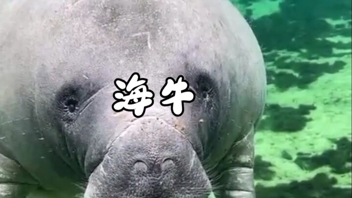 海牛