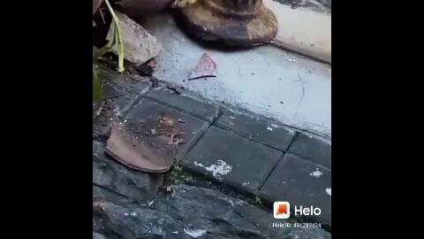 ada ular du dalam pasu(kalian harus nonton soal nya kalian harus waspada