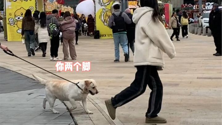 Dắt cún cưng đi dạo phố vui vẻ, đến lúc ăn cơm thì bàn bên cạnh lại là fan ư！！！！