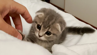 Kitten Lulu is good at spoiling from the morning