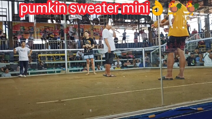 pumkin sweater mini 👌🐓🐓 "win"  dampalit cockpit