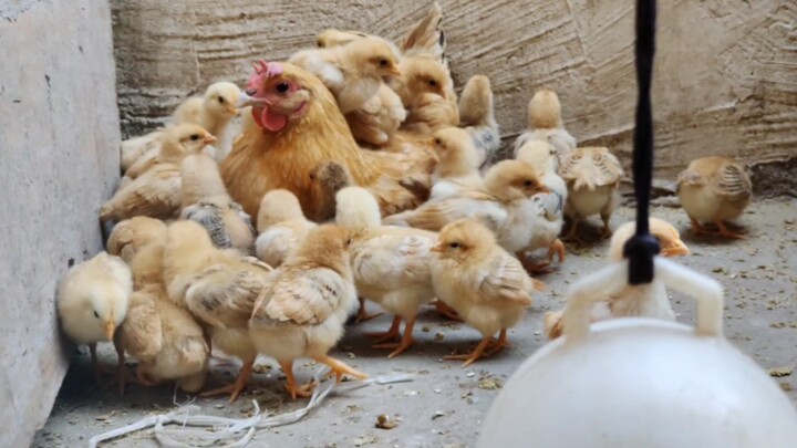 Khoảnh khắc hạnh phúc nhất của gà mẹ chính là được dẫn dắt một bầy gà con.