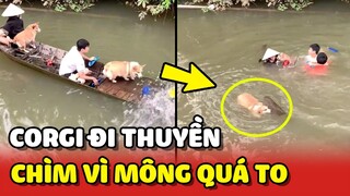 Bé Corgi cùng cả nhà bị LẬT THUYỀN bởi có ai đó bị "NẶNG MÔNG" 😂 | Yêu Lu