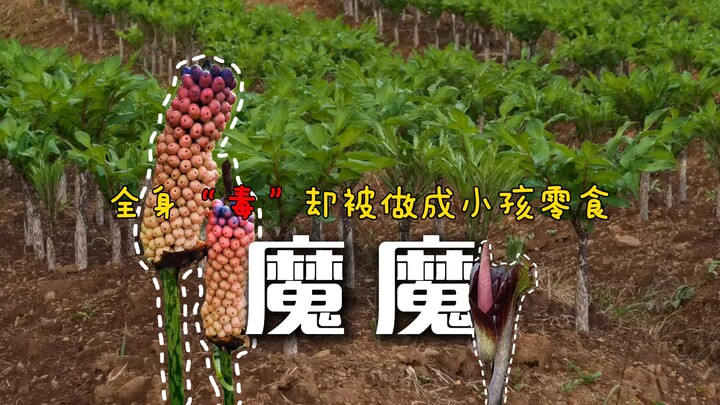 Toàn thân chứa độc vẫn không thoát được số phận bị ăn thịt