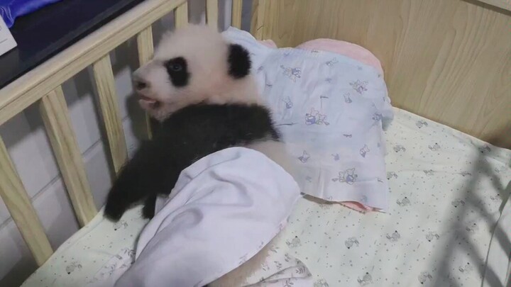 Baby Panda Loves to Sleep in
