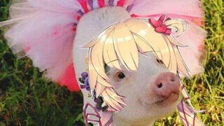 【船心版本】豚乐器登场！❤️