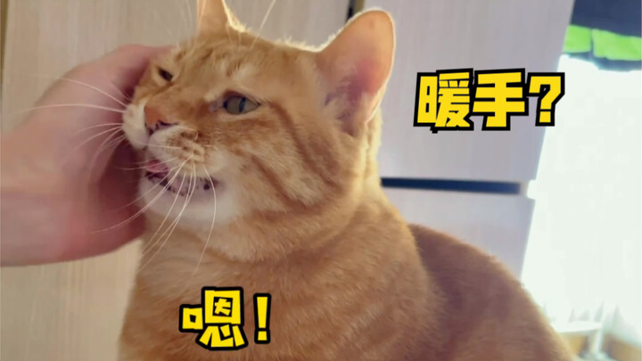 Coba lihat gimana si kucing menghangatkan tangan sang majikan…