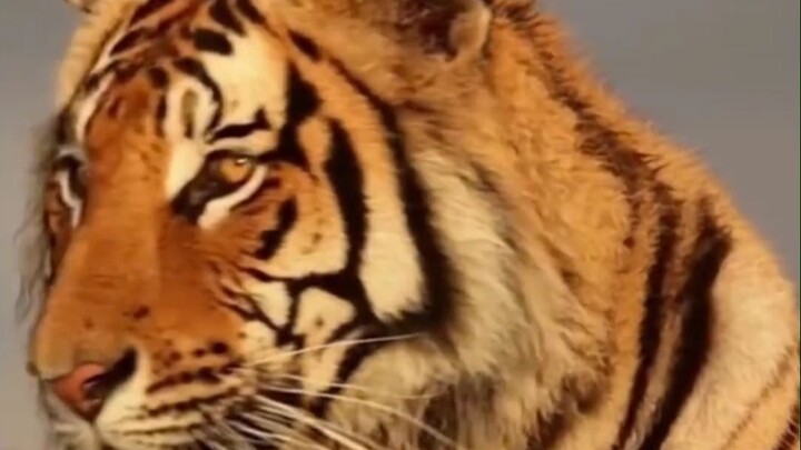 Tiger: No one told me African folks eat so well!