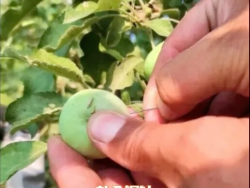 The plum blossom’s fragrance comes from its inherent scent; whether it has endured bitter cold is ir