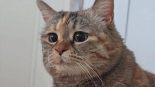 Are you just going to lie there and watch me starve?