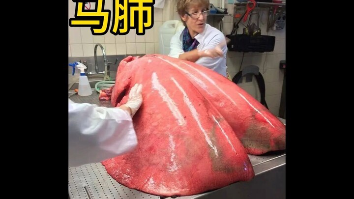 马的呼吸系统有多强大
