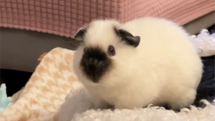 จมูกของหนูโลจิกค่อยๆ ดำลงได้อย่างไร? พัฒนาการของโต่วติงตั้งแต่เล็กจนโต!