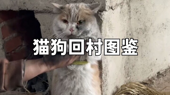 Cẩm nang về mèo và chó trở về làng