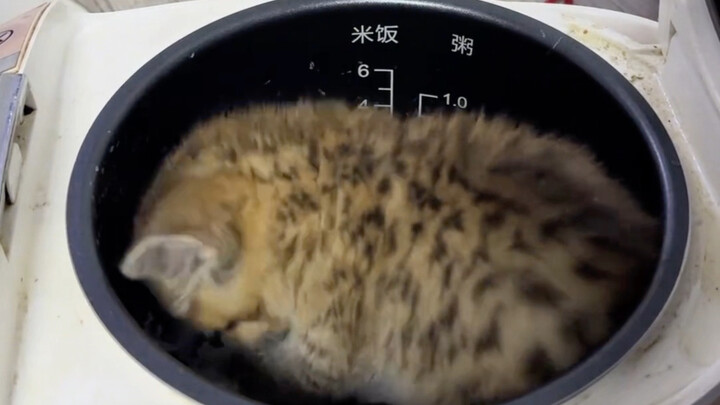 Kucing kecil itu sudah mulai makan di dapur, sungguh berani sekali!
