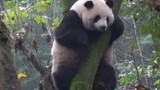 【Panda Mei Lan】Panda Got Upset And Won't Come down from the Tree