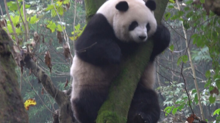 【大熊猫梅兰】宝宝挂树上生胖气，奶爸叫她她也不理。