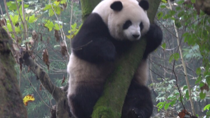 【Panda Mei Lan】Panda Got Upset And Won't Come down from the Tree