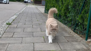 她以为自己装得很好，GPS和尾巴出卖了自己