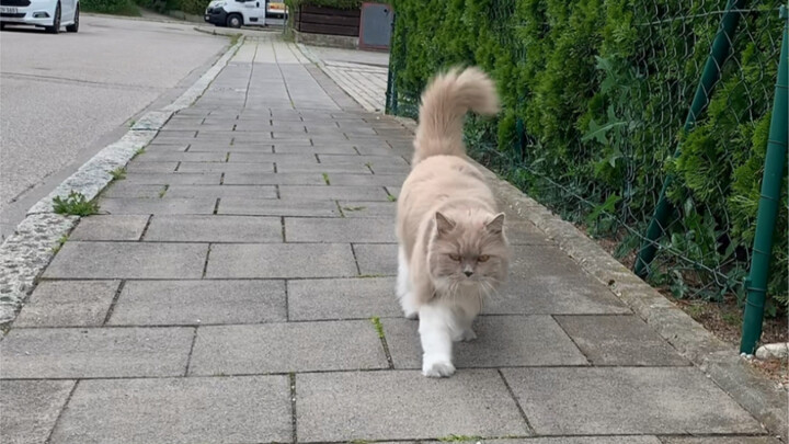 她以为自己装得很好，GPS和尾巴出卖了自己