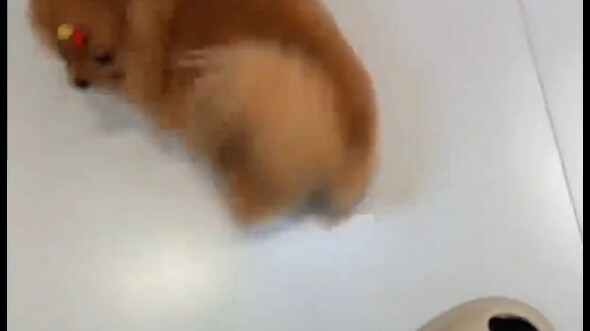 ท้ากลับบ้านโดยไม่แตะหมา