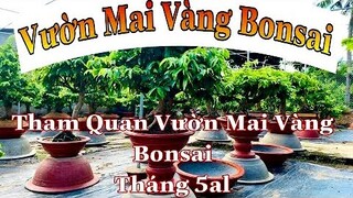 cách chăm sóc mai vàng trên chậu | kỷ thuật nuôi mai vàng trên chậu | chăm sóc mai bonsai