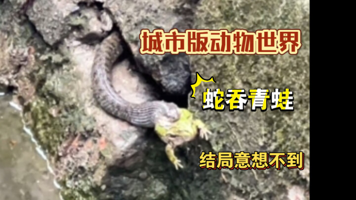 Snake Swallows Frog: “Urban Animal World” with a Major Plot Twist!