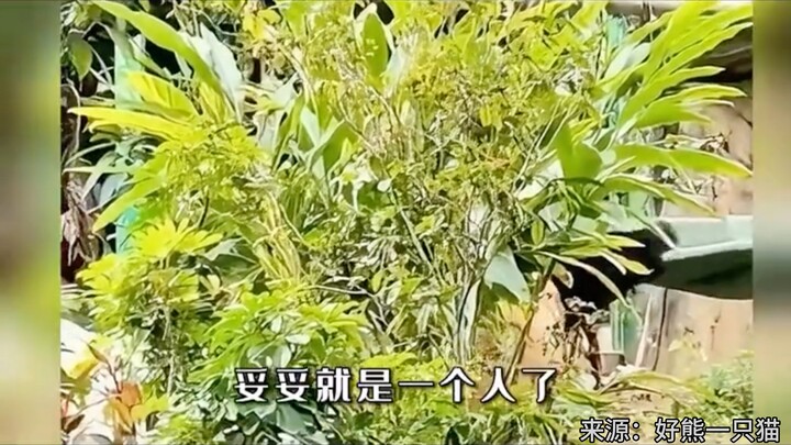 Thú cưng quốc bảo của cô mèo đang chờ sinh