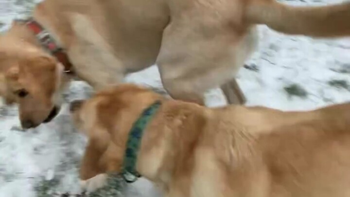 Anjing memang sahabat terbaik!