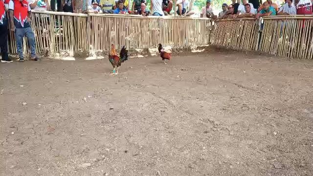 lemon banahaw x 5k sweater