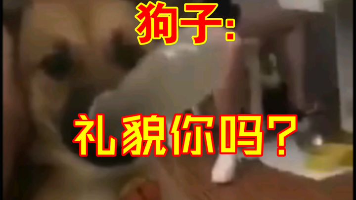 الكلب: أنا لست إنسانًا، لكنكم أنتم كلاب حقيقيون.