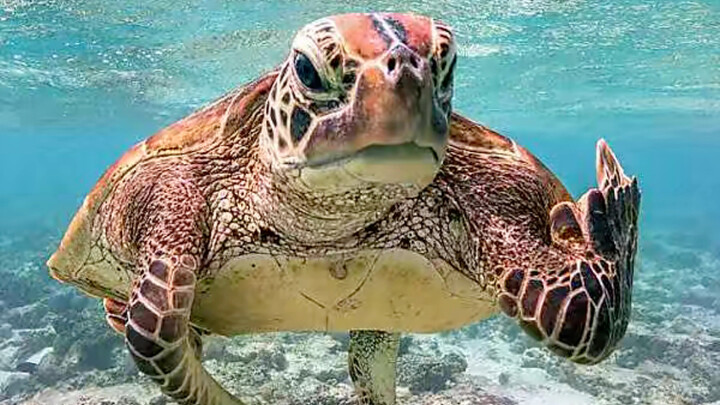 Rùa biển: Tôi chậm, nhưng nhất định không phải là con rùa rụt đầu!