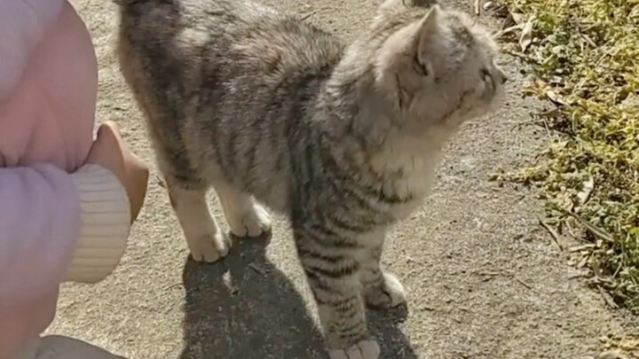 The Kitten Baby After Returning to the Village