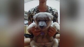 Tôi là trò đùa của ông đấy à 😂 dogsoftiktok pet pets petlover doglover dog dogs doggo chó chómèo chócon chó_cưng chókhôn puppy