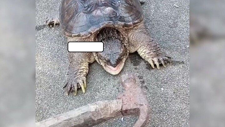 Điểm danh những con người không ra gì: Tôi không phải người, nhưng cậu đúng là chó thật!