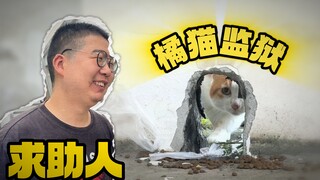 Kucing oranye yang telah mereka beri makan selama dua tahun terperangkap di "penjara kucing oranye".