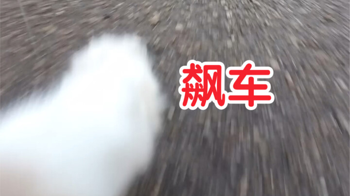 Put a camera on the cat—watch her zoom across the street, scale walls, and bark at birds—woof!