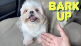 My Dog Lost His Bark | Cute & Funny Shih Tzu Dog Video