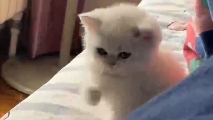 Kucing kecilku juga...jelas bukan orang baik!