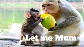 Let me Mum!!, Baby Monkey Request Mum To Eat Nicely Fruit, Please Give me Mummy, I am Hungry