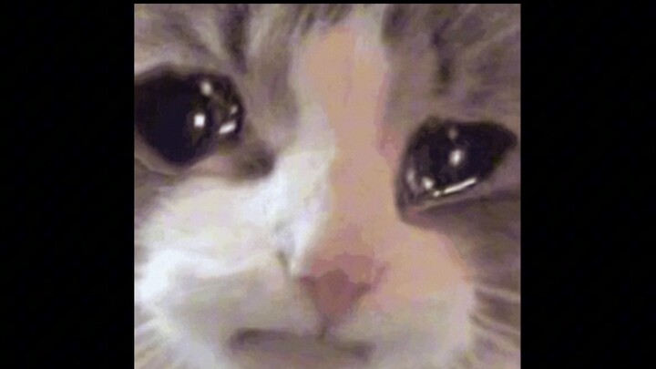 عليك نقل الجرو أولاً عند الانتقال!